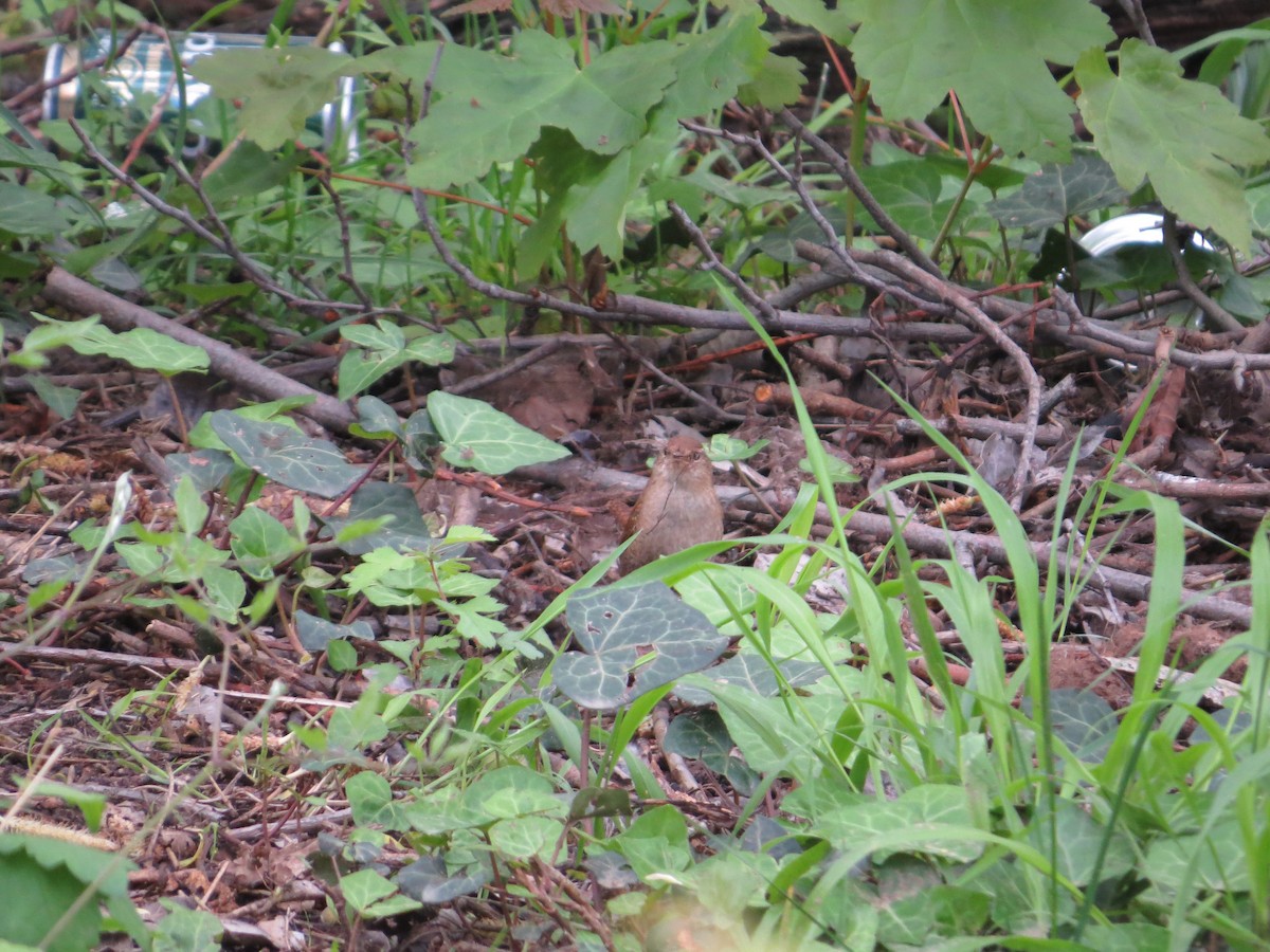 Eurasian Wren - ML636213731