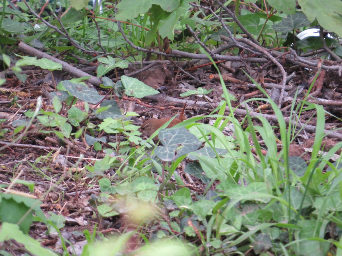 Eurasian Wren - ML636213732