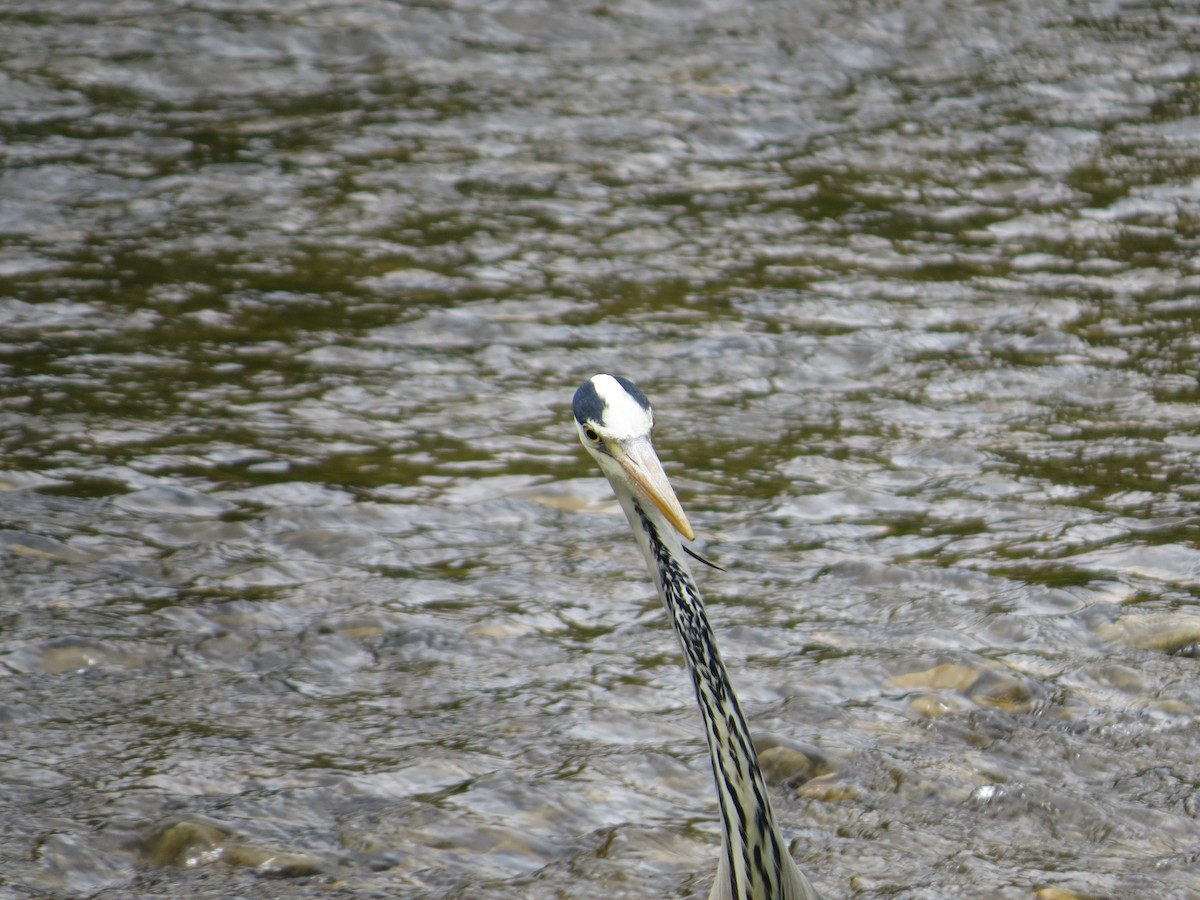 Gray Heron - ML636213764