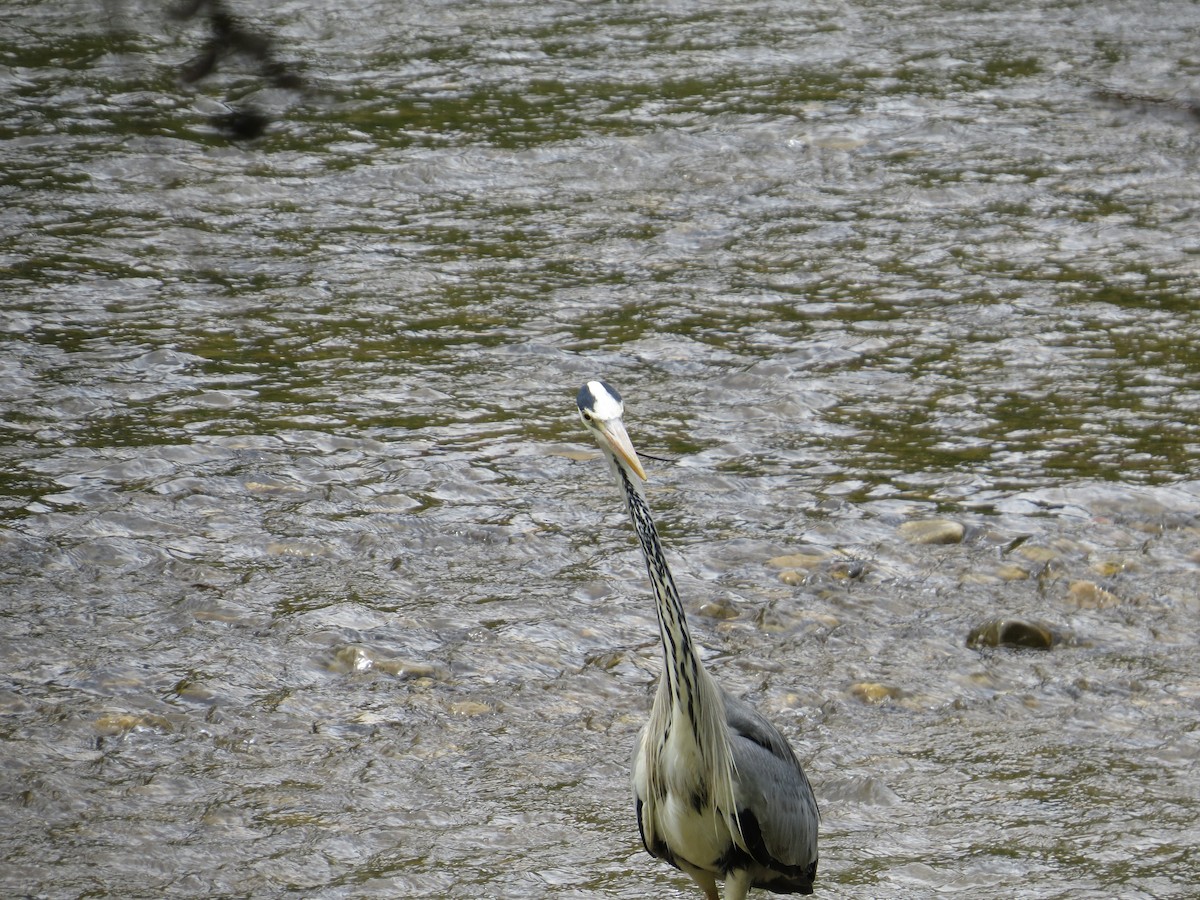 Gray Heron - ML636213765