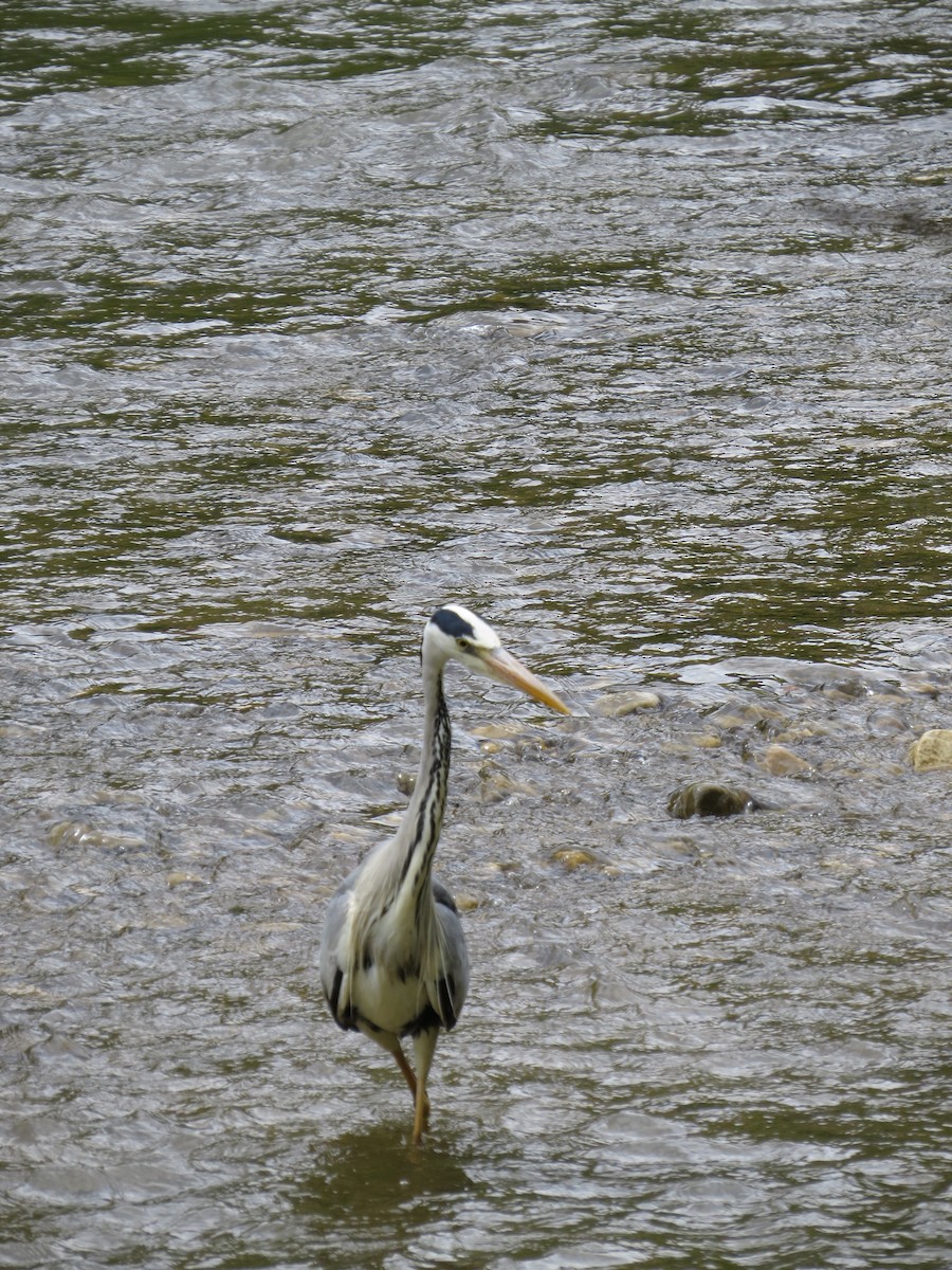 Gray Heron - ML636213766