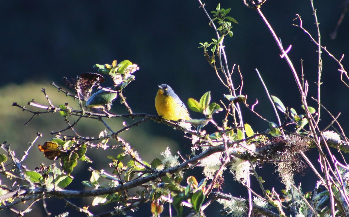 Lacrimose Mountain Tanager - ML636213781