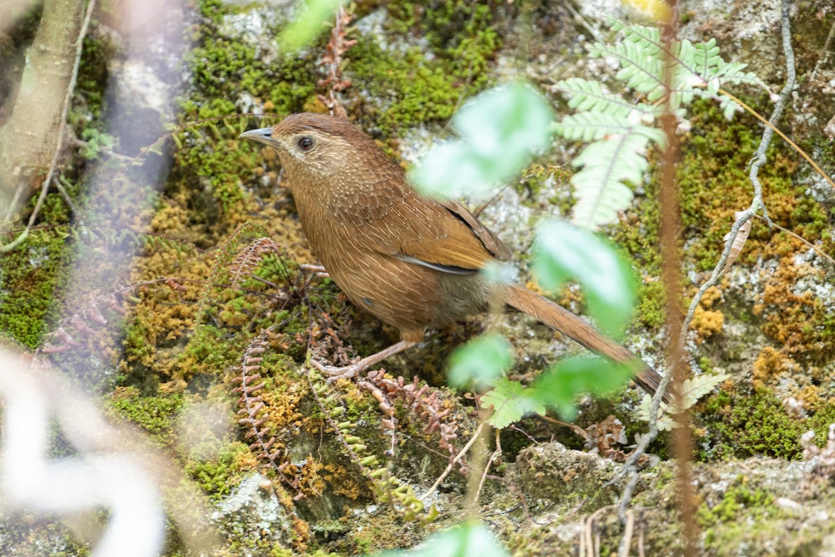 Bhutan Laughingthrush - ML636213782