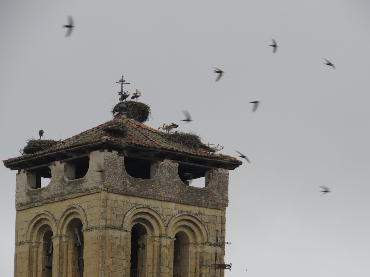 White Stork - ML636213805