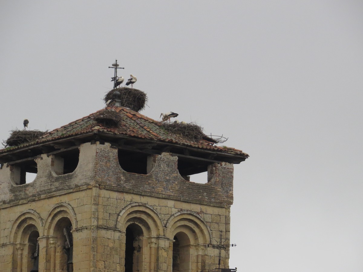 White Stork - ML636213806