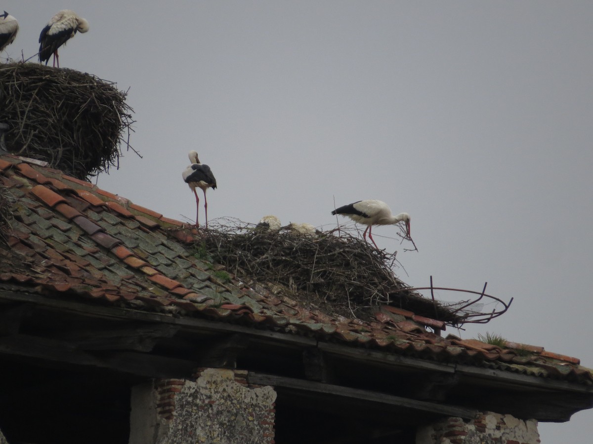 White Stork - ML636213807