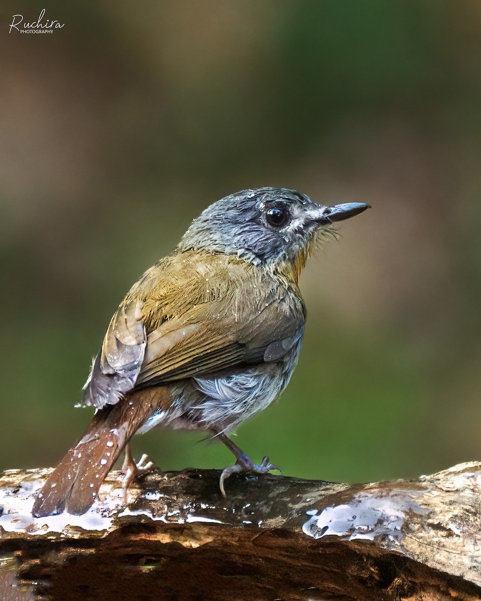White-bellied Blue Flycatcher - ML636213816