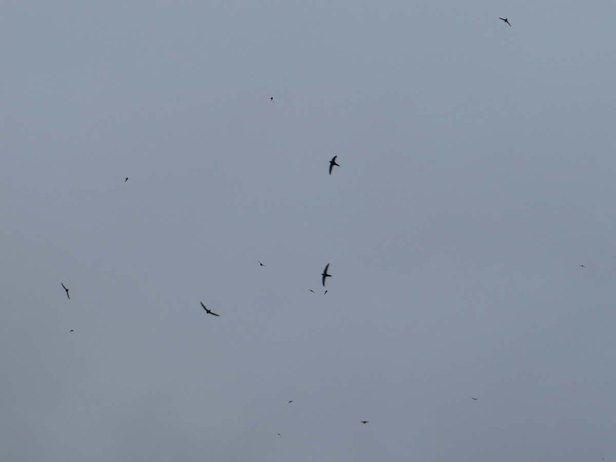 Common Swift - ML636213833