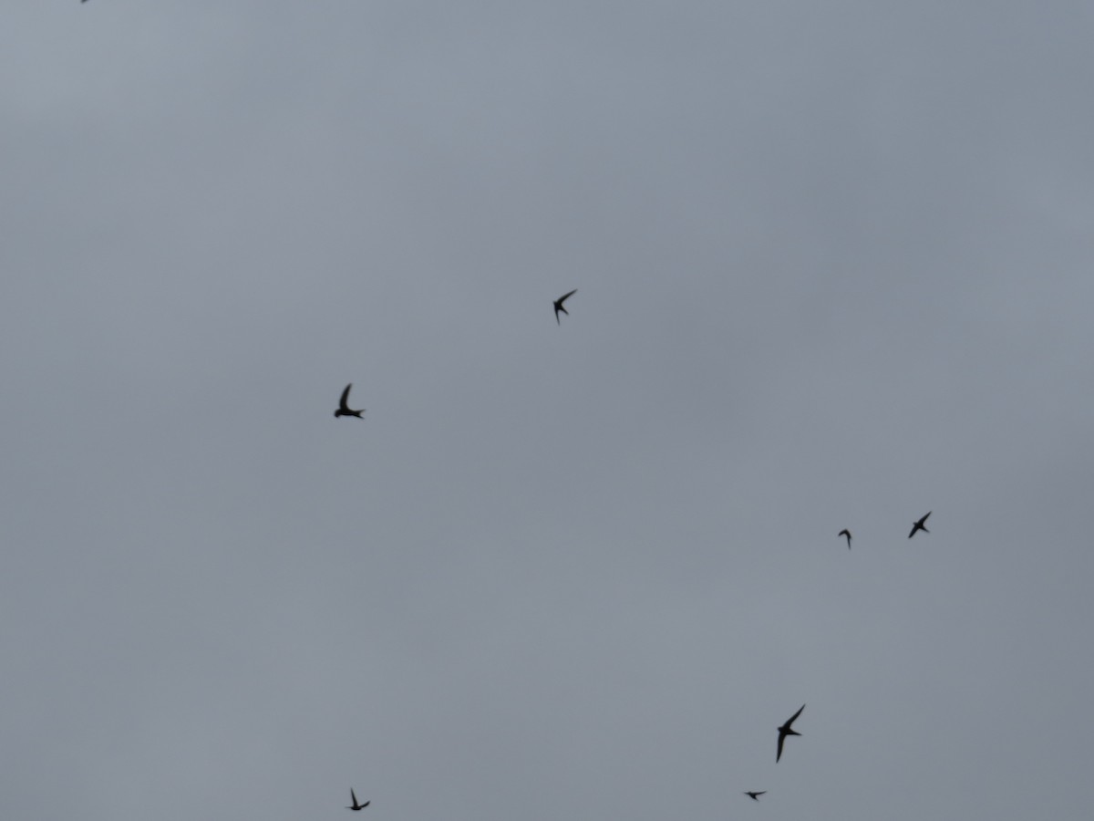 Common Swift - ML636213927