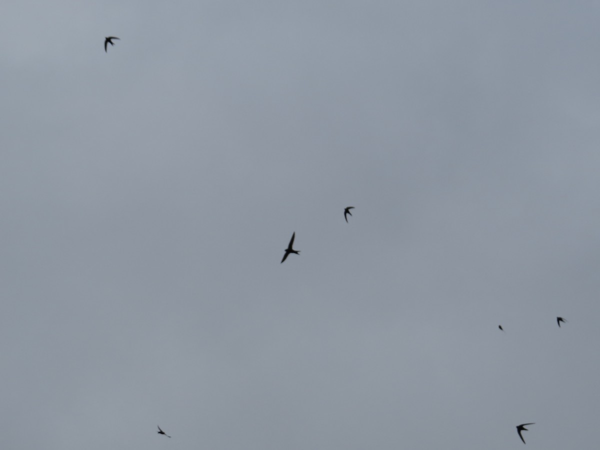 Common Swift - ML636213928