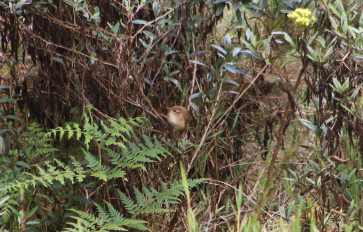 střízlík ostřicový - ML636213950