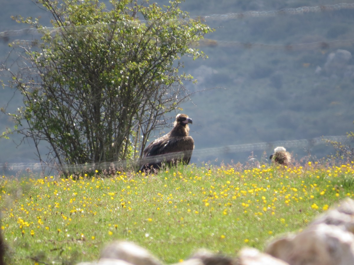 Cinereous Vulture - ML636214011