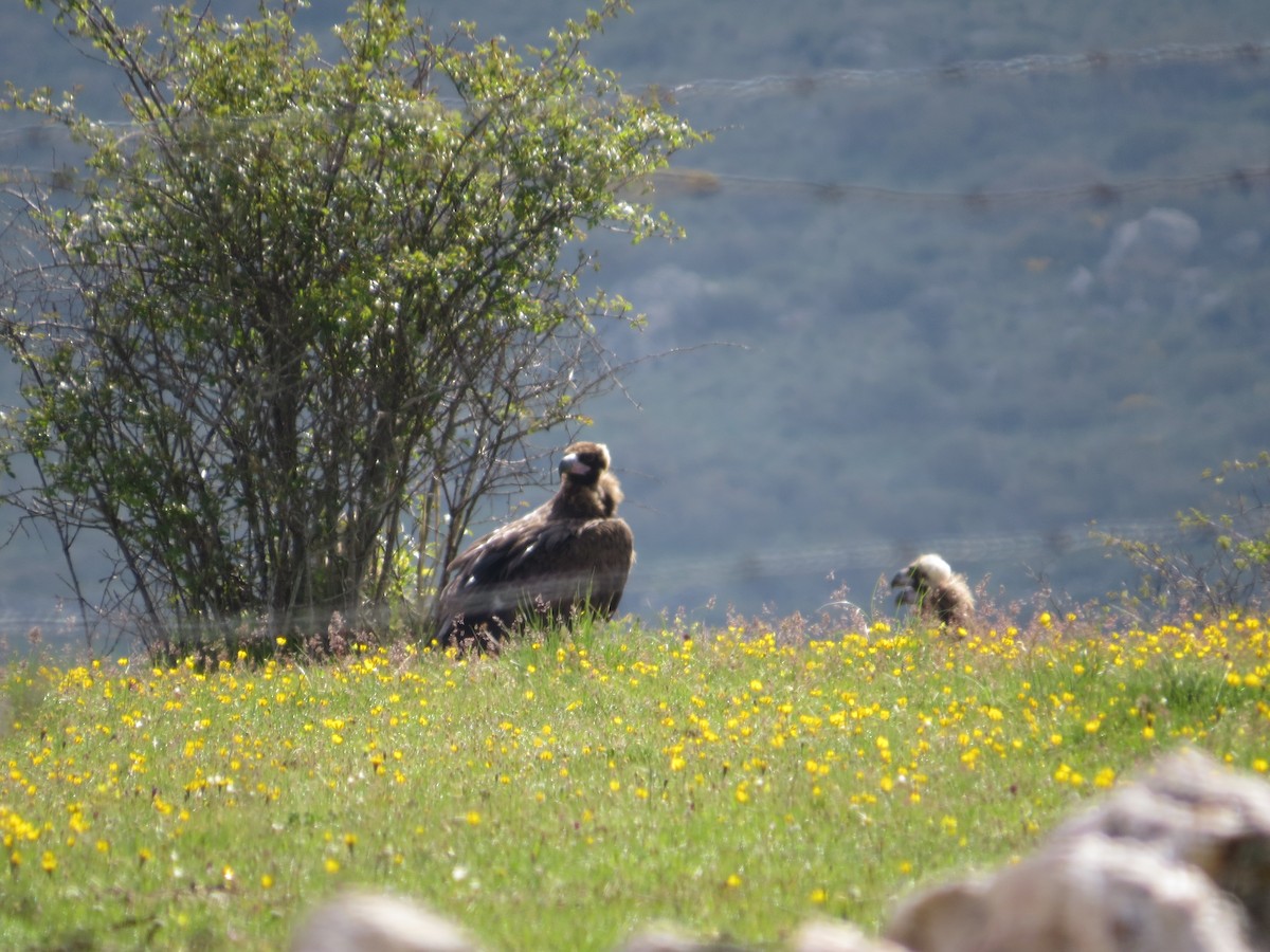 Cinereous Vulture - ML636214012