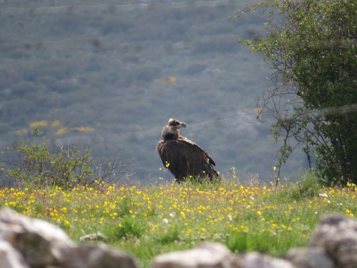 Cinereous Vulture - ML636214035