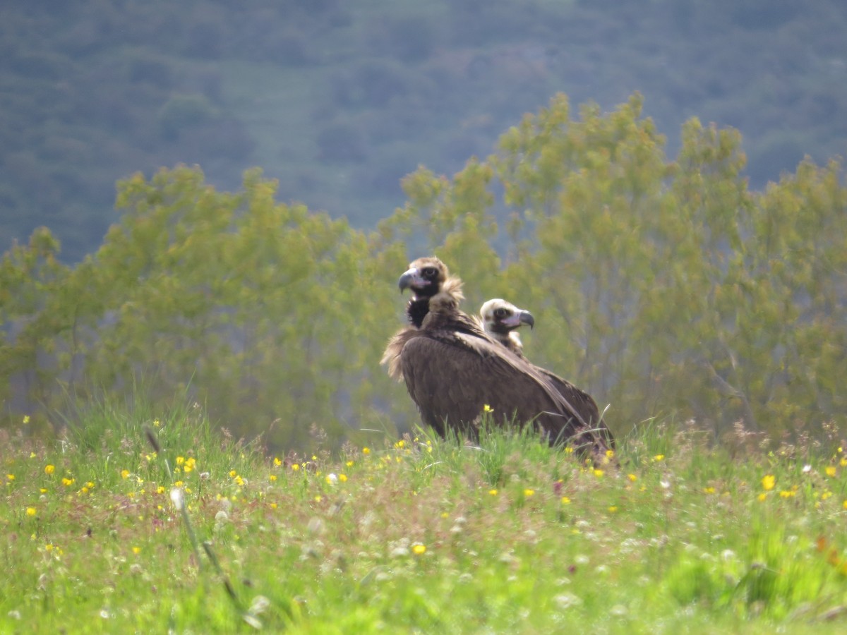 Cinereous Vulture - ML636214049