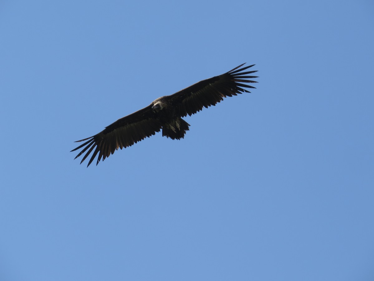 Cinereous Vulture - ML636214056
