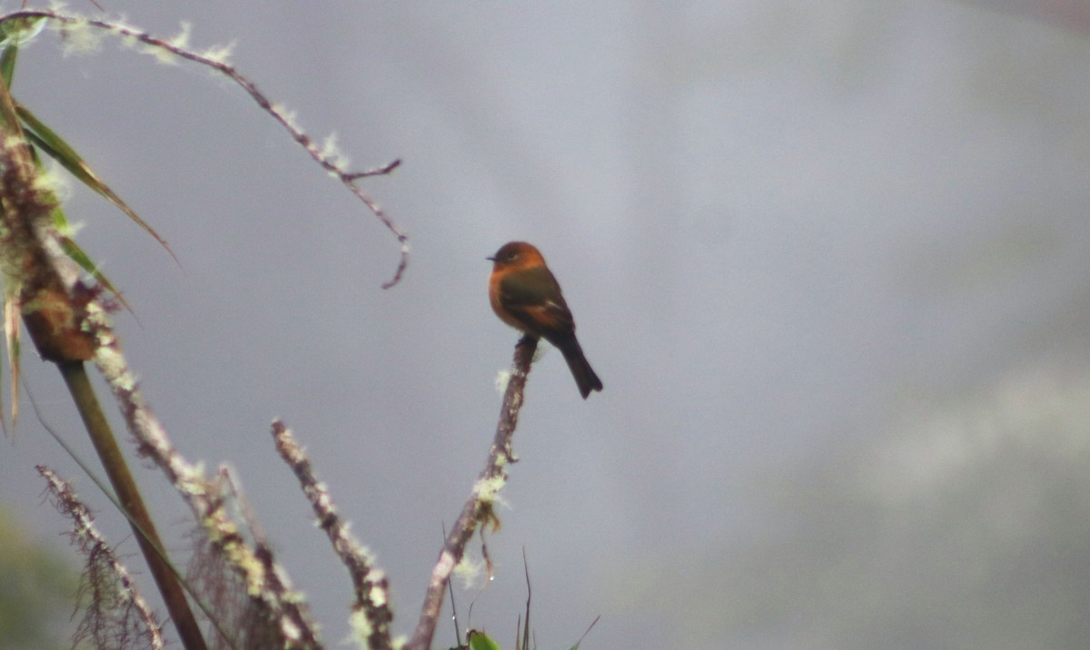 Cinnamon Flycatcher - ML636214072
