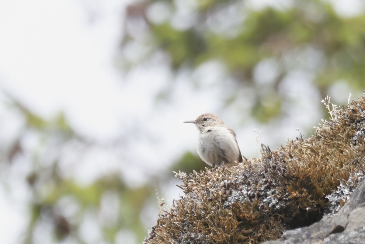Rock Wren - ML636214101