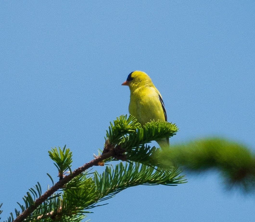 American Goldfinch - ML636214116