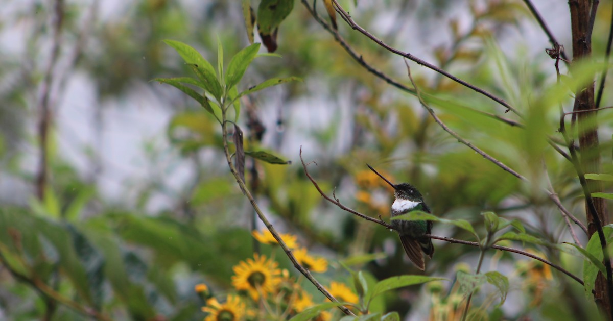 inka královský - ML636214122