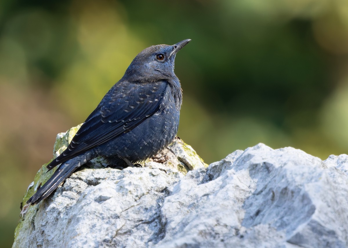 skalník modrý (ssp. pandoo) - ML636214133