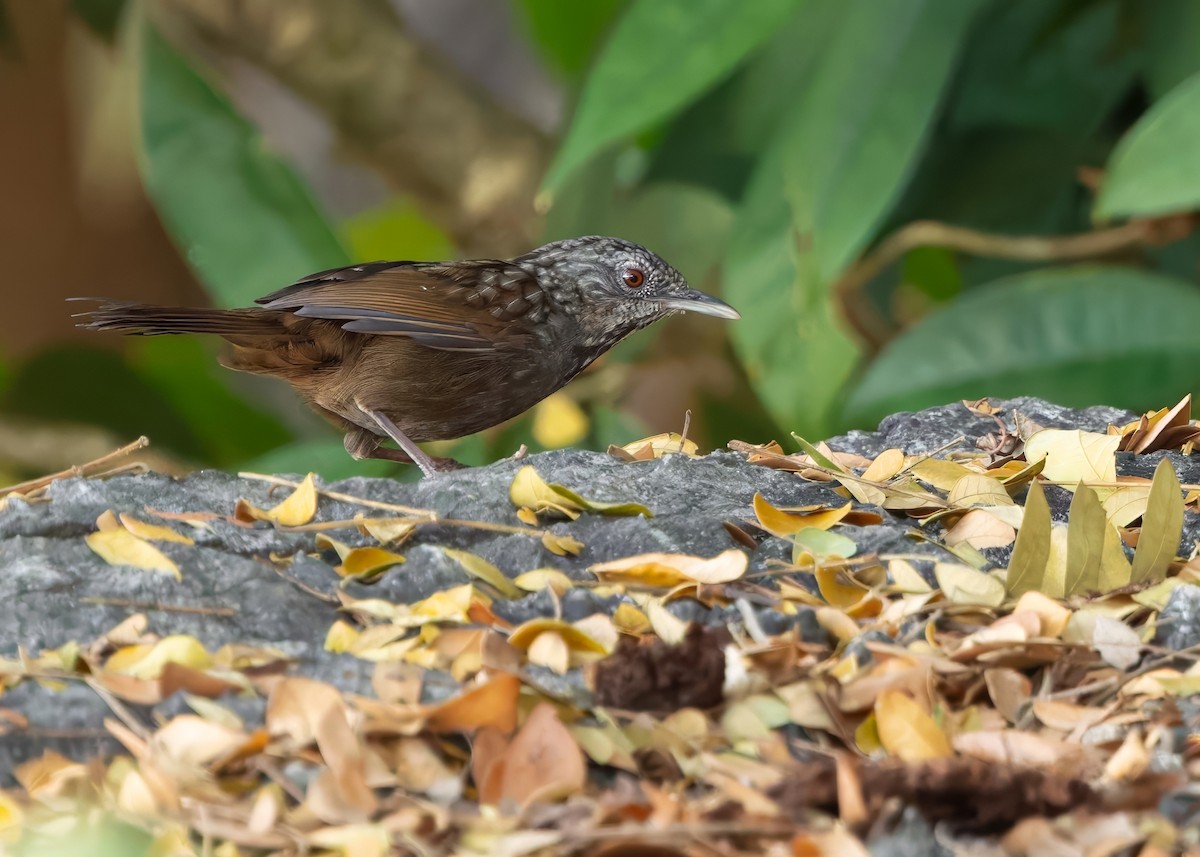 Annam Limestone Babbler - ML636214136