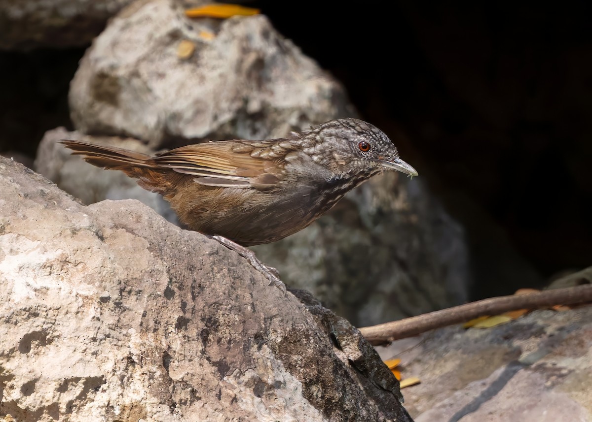 Annam Limestone Babbler - ML636214138