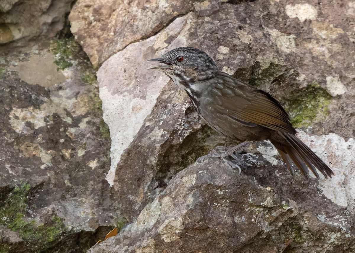 Annam Limestone Babbler - ML636214139
