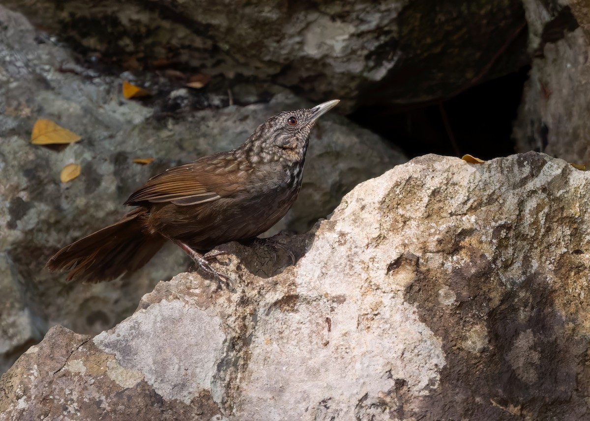 Annam Limestone Babbler - ML636214140