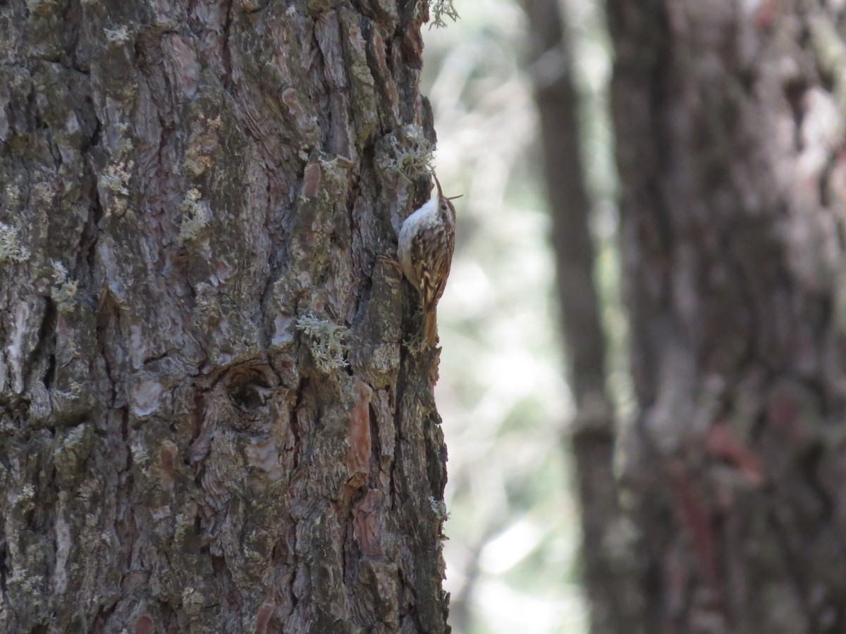 Short-toed Treecreeper - ML636214142