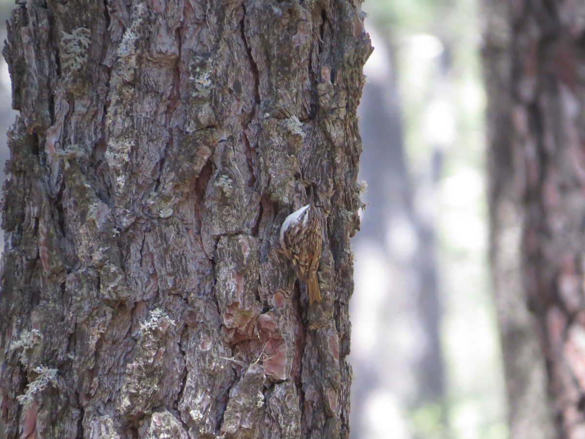 Short-toed Treecreeper - ML636214144