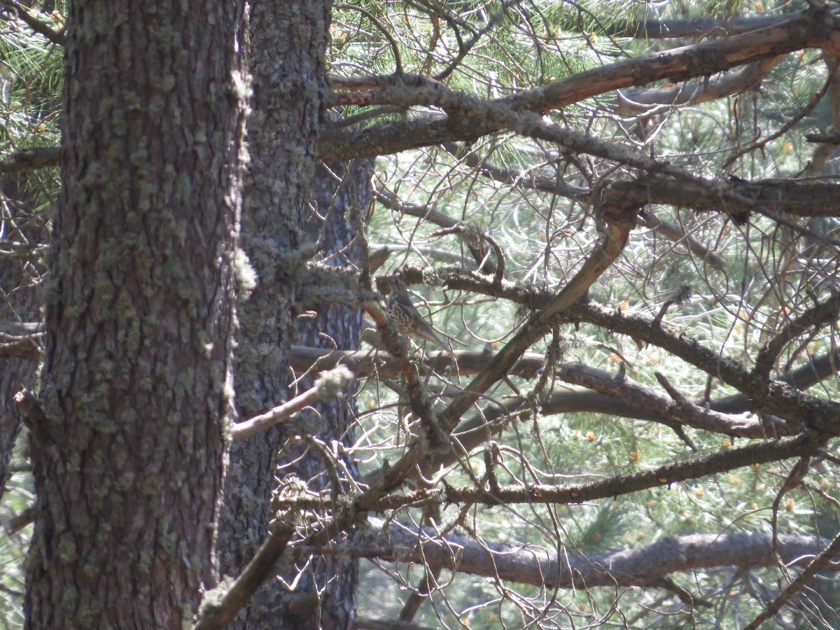Mistle Thrush - ML636214178
