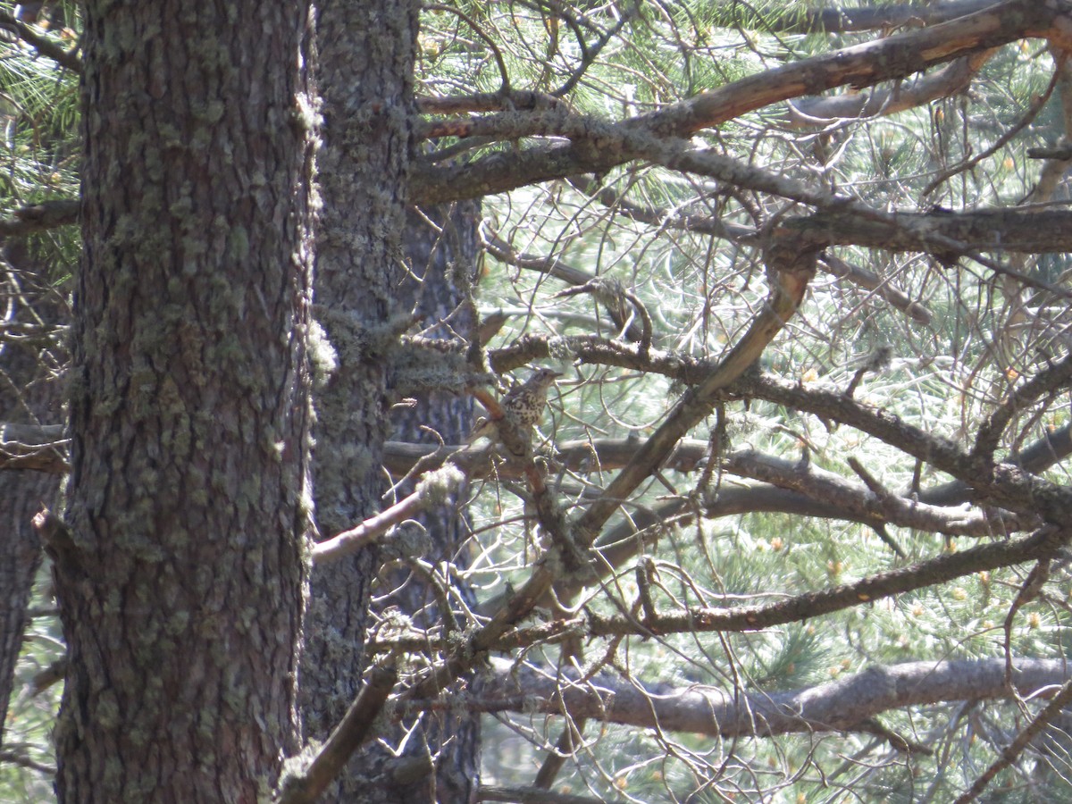 Mistle Thrush - ML636214179