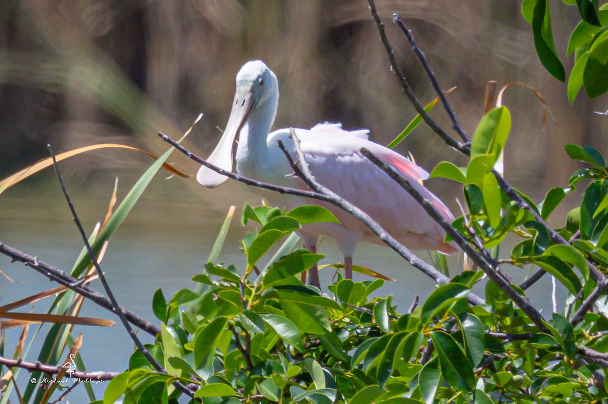 rosenskjestork - ML636214187