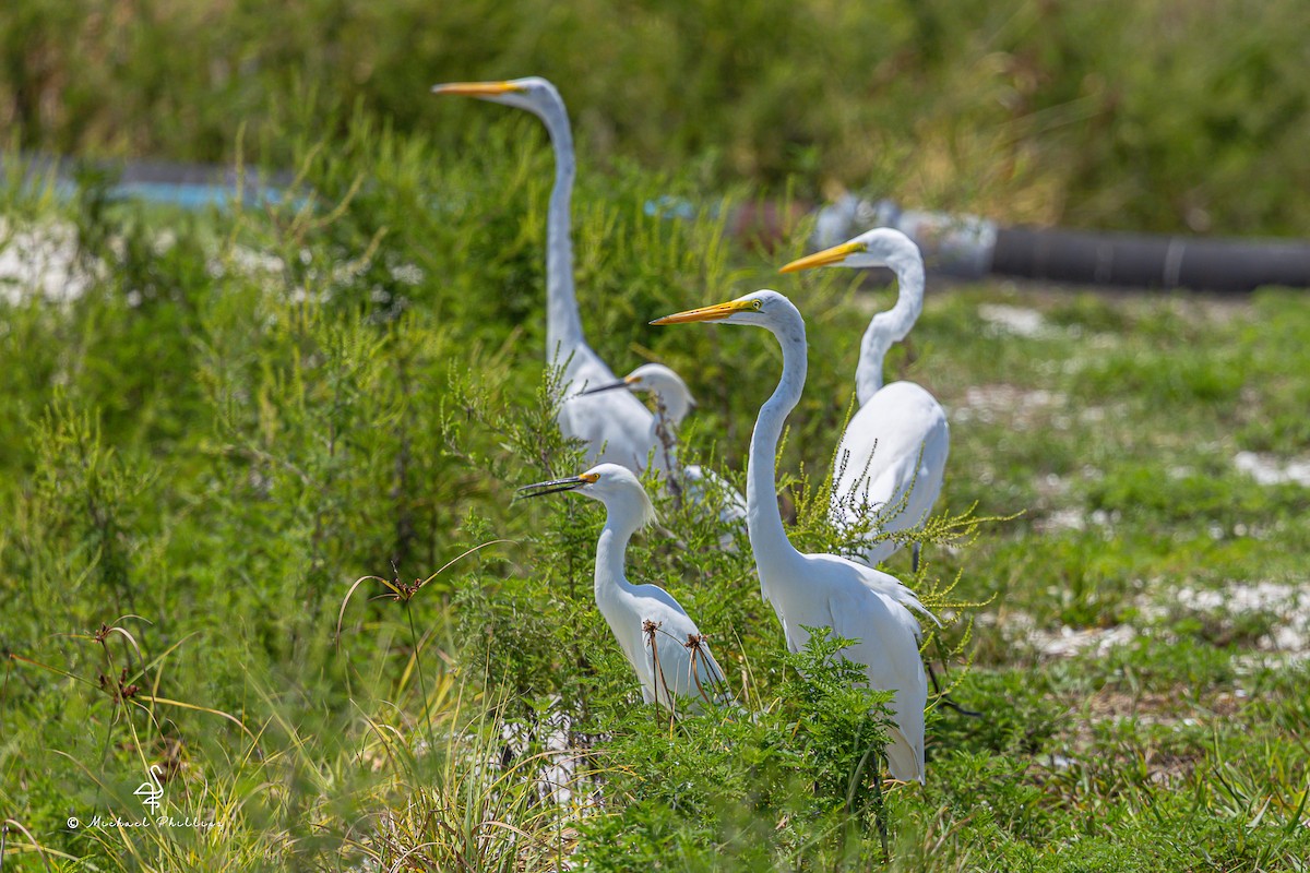 egretthegre - ML636214208