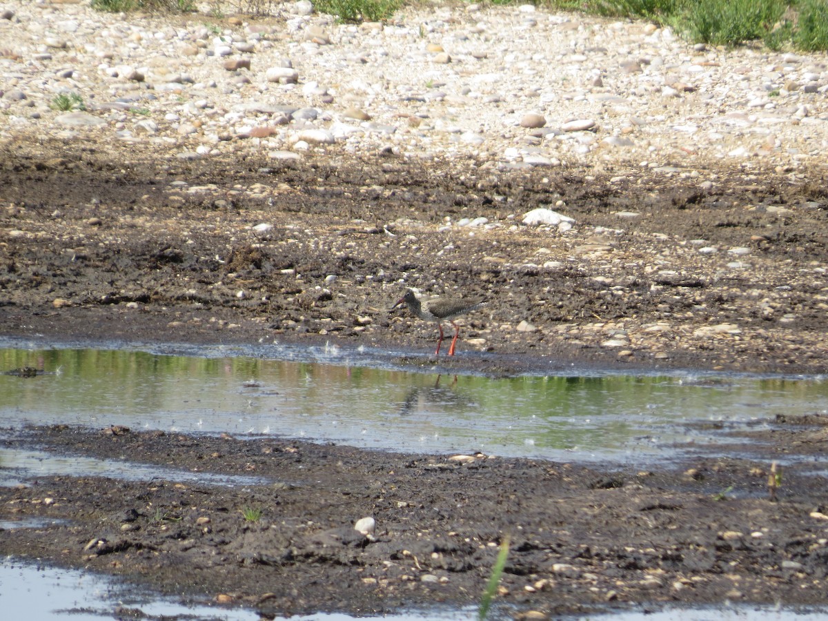 Common Redshank - ML636214226
