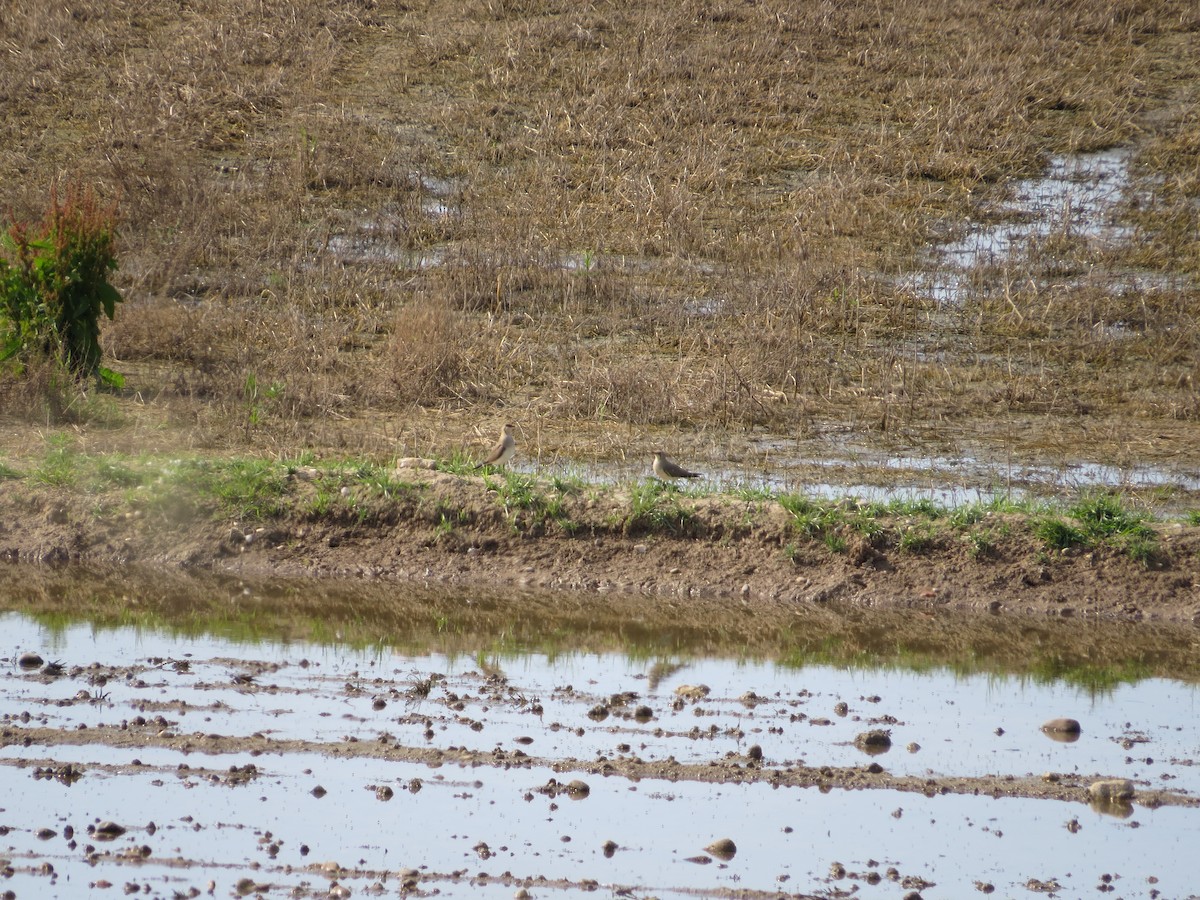 Collared Pratincole - ML636214269