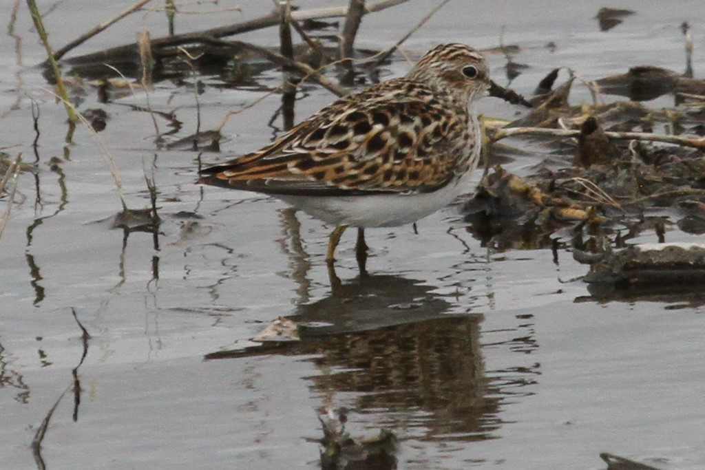 Least Sandpiper - ML636214275