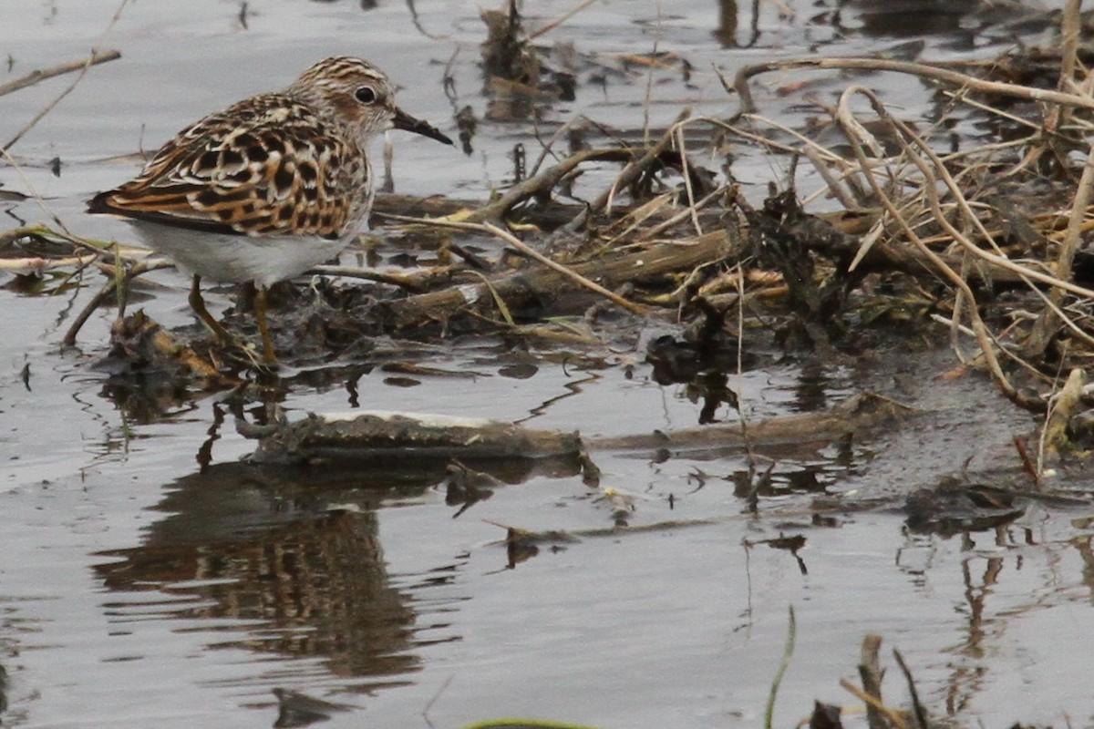 Least Sandpiper - ML636214276