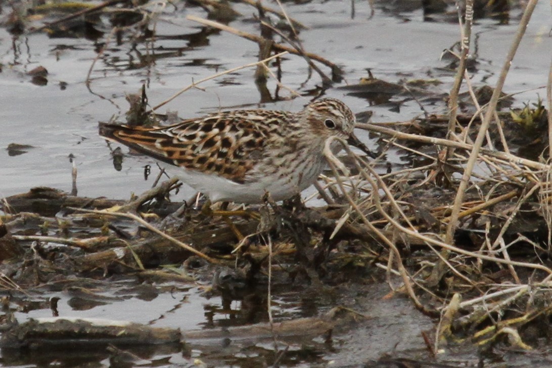 Least Sandpiper - ML636214277