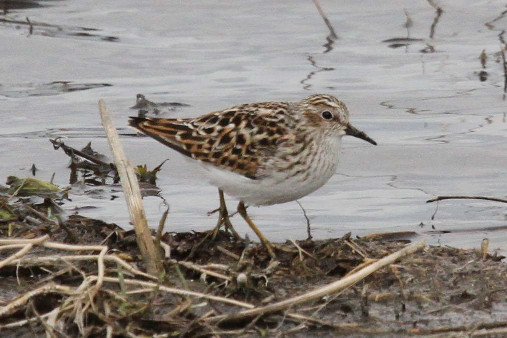 Least Sandpiper - ML636214278