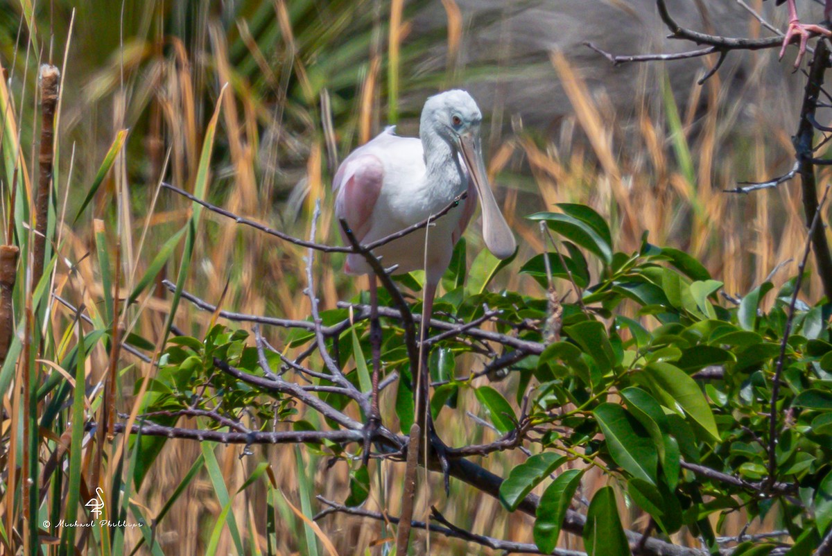rosenskjestork - ML636214280
