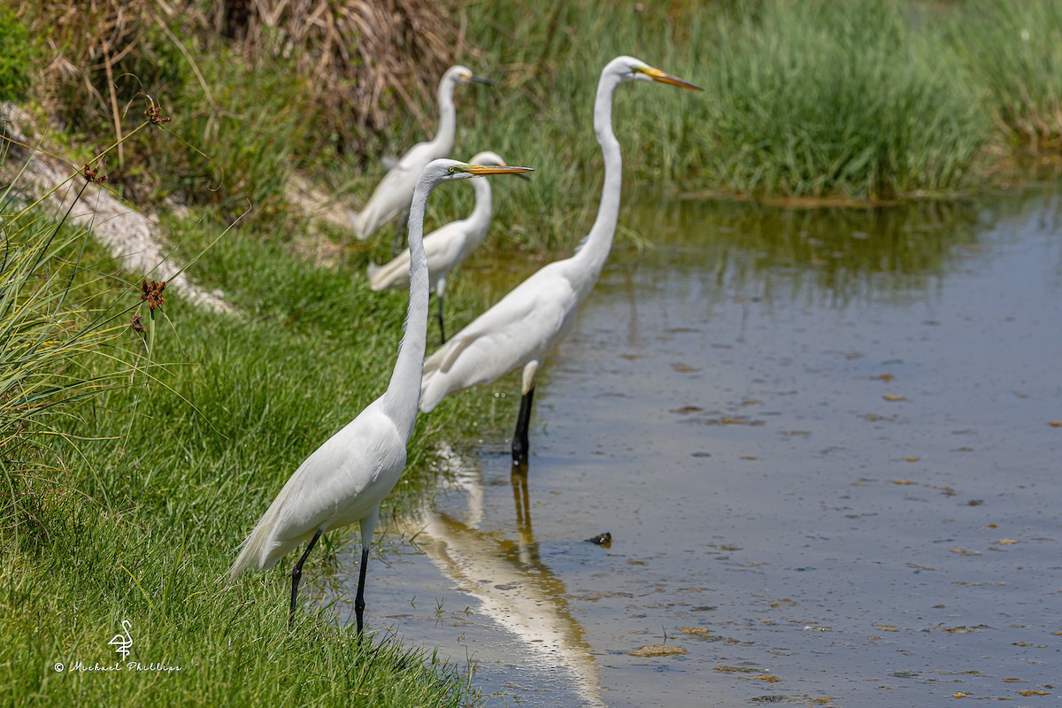egretthegre - ML636214281