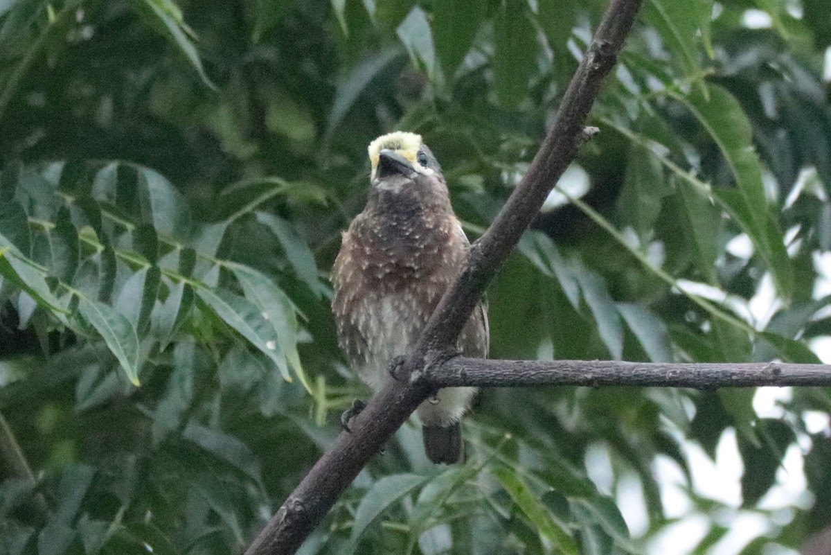 Whyte's Barbet - ML636214298