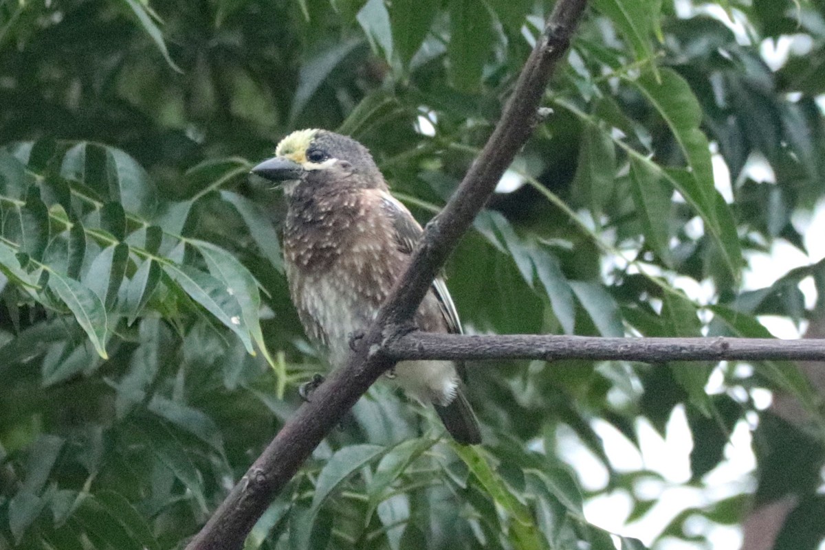 Whyte's Barbet - ML636214301