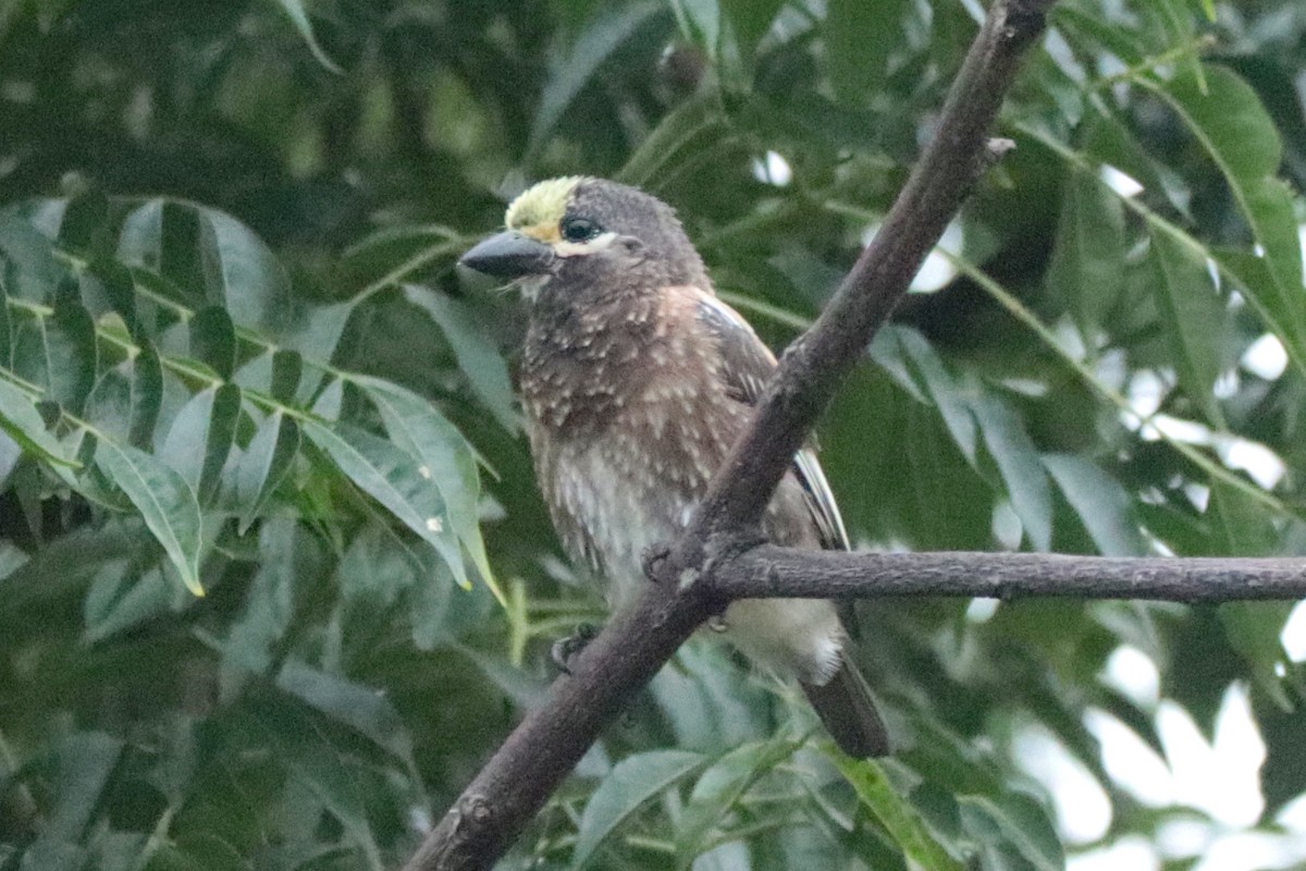 Whyte's Barbet - ML636214302