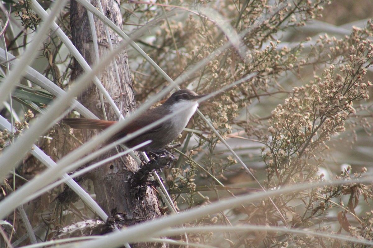 チリーカマドドリ - ML636214303