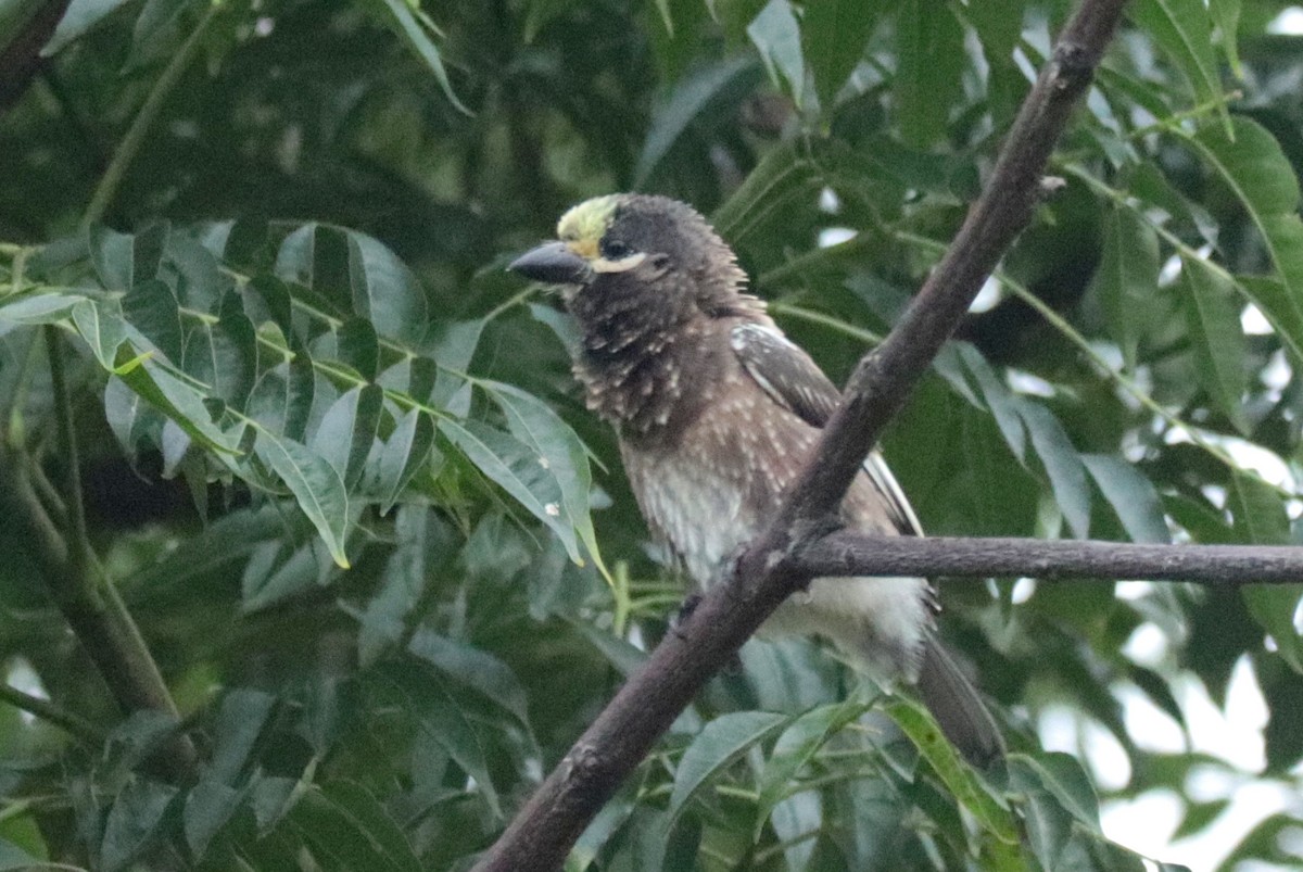 Whyte's Barbet - ML636214304