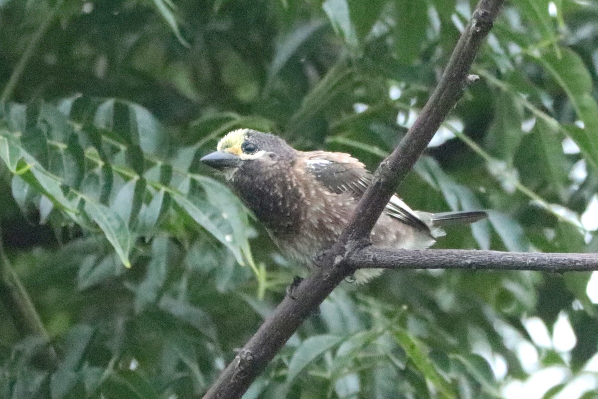 Whyte's Barbet - ML636214306