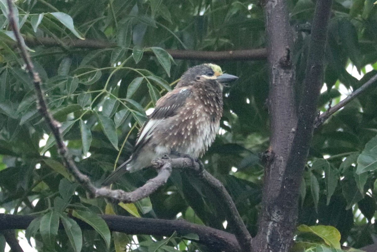 Whyte's Barbet - ML636214311